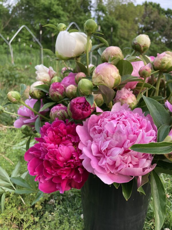 Peony Bunch - Image 2