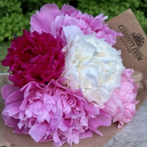 Peony Flower Mother's Day Flower Concord NC